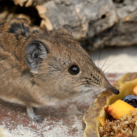 A Round-eared elephant shrew eats various obs from its bowl at Hellabrunn Zoo.