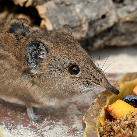 Round-eared elephant shrew - Tierpark Hellabrunn