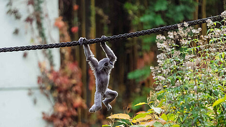 Ein Silbergibbon zeigt am Seil sein Können.