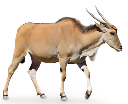 A running common eland, from the side.