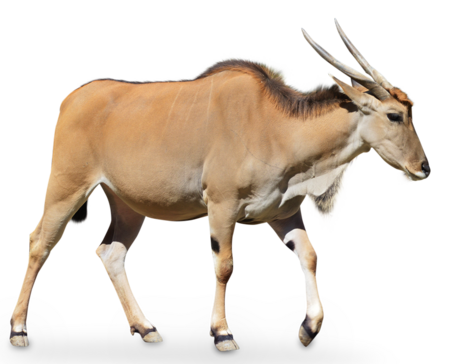 Common eland A running common eland, from the side.