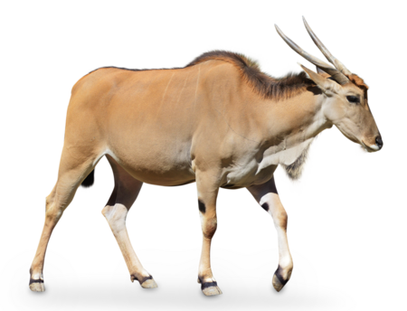 Elenantilope Das Bild zeigt eine laufende Elenantilope, von der Seite.