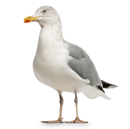 Silbermöwe Eine Silbermöwe blickt direkt in die Kamera.