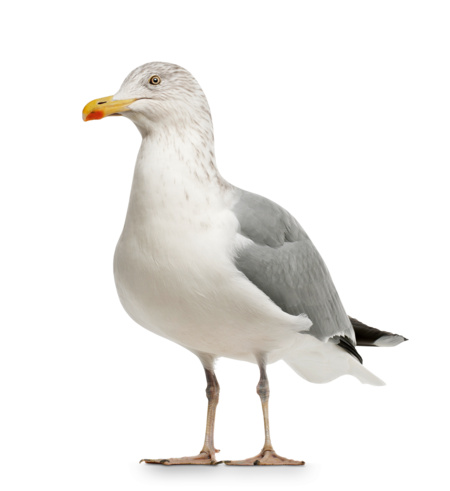 A European Herring Gull looks directly into the camera.