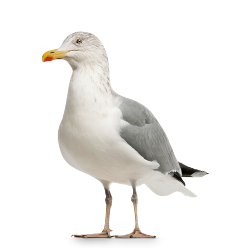 European Herring Gull A European Herring Gull looks directly into the camera.