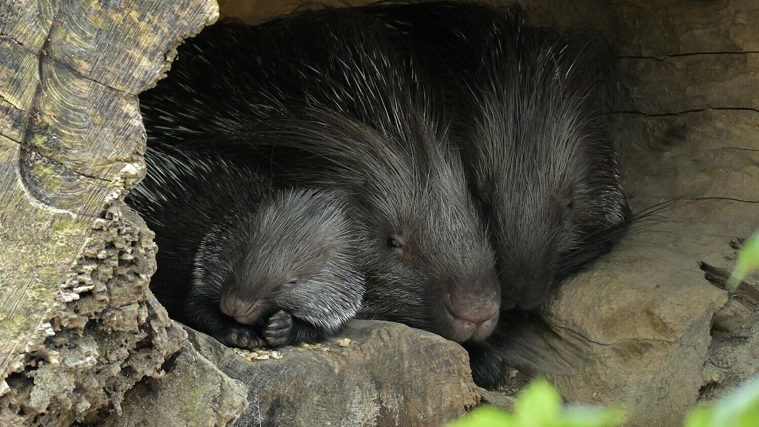 Weissschwanzstachelschweine mit Jungtier im Tierpark Hellabrunn