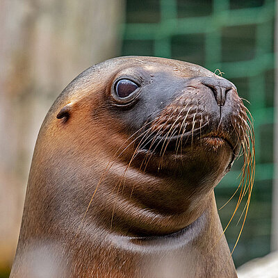 The picture is a portrait of a south american sea lion. The seal has long whiskers and small ears behind the large eyes.