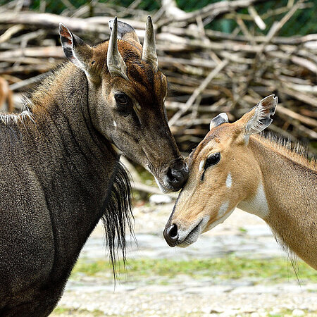 Zwei Nilgauantilopen die miteinander kuscheln im Tierpark Hellabrunn.