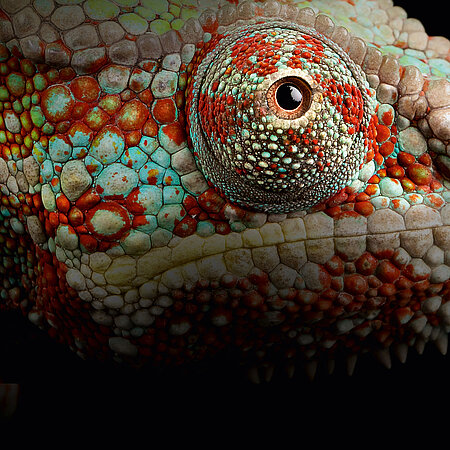 Chamäleon Tierpark Hellabrunn Chamäleon Tierpark Hellabrunn