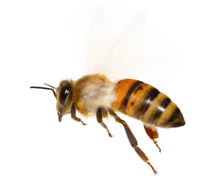 Westliche Honigbiene Eine Westliche Honigbiene im Flug.