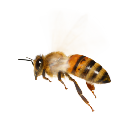 A Western honeybee in flight.