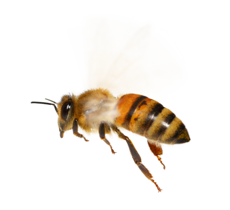 Western honey bee A Western honeybee in flight.