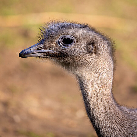 Darwin-Nandu im Tierpark Hellabrunn. 