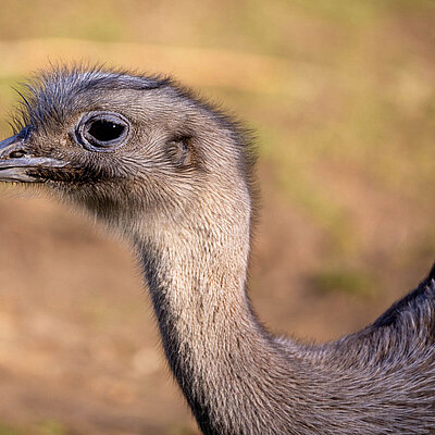 [Translate to English:] Darwin-Nandu im Tierpark Hellabrunn. 