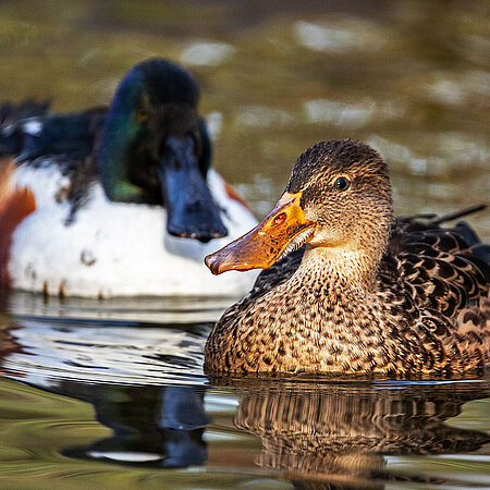 In the picture you can see two Northern Shoveler swimming behind each other. One female with brown plumage and one male with colorful plumage.