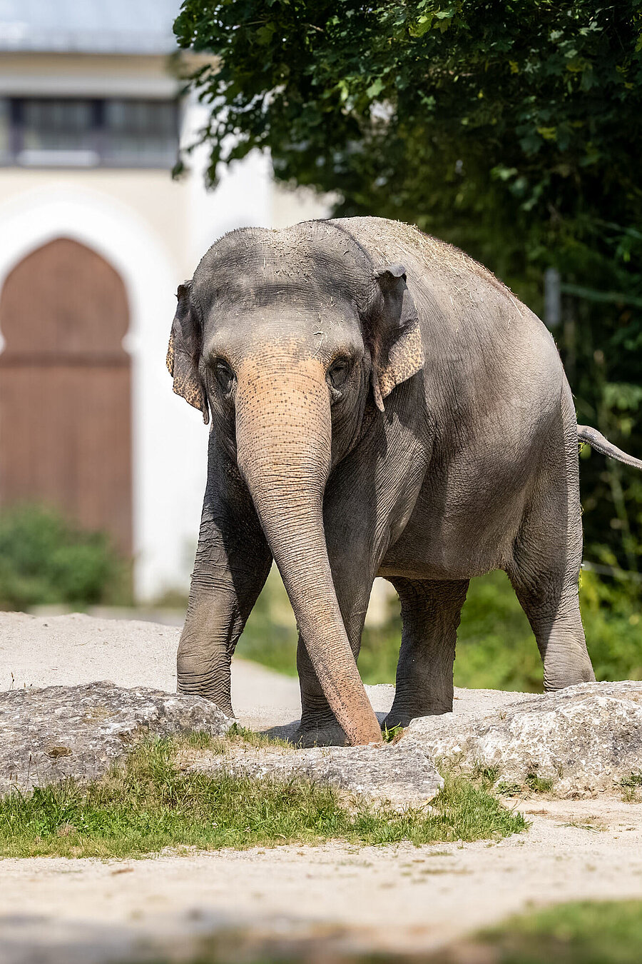 Ein asiatischer Elefant auf seiner Außenanlage.
