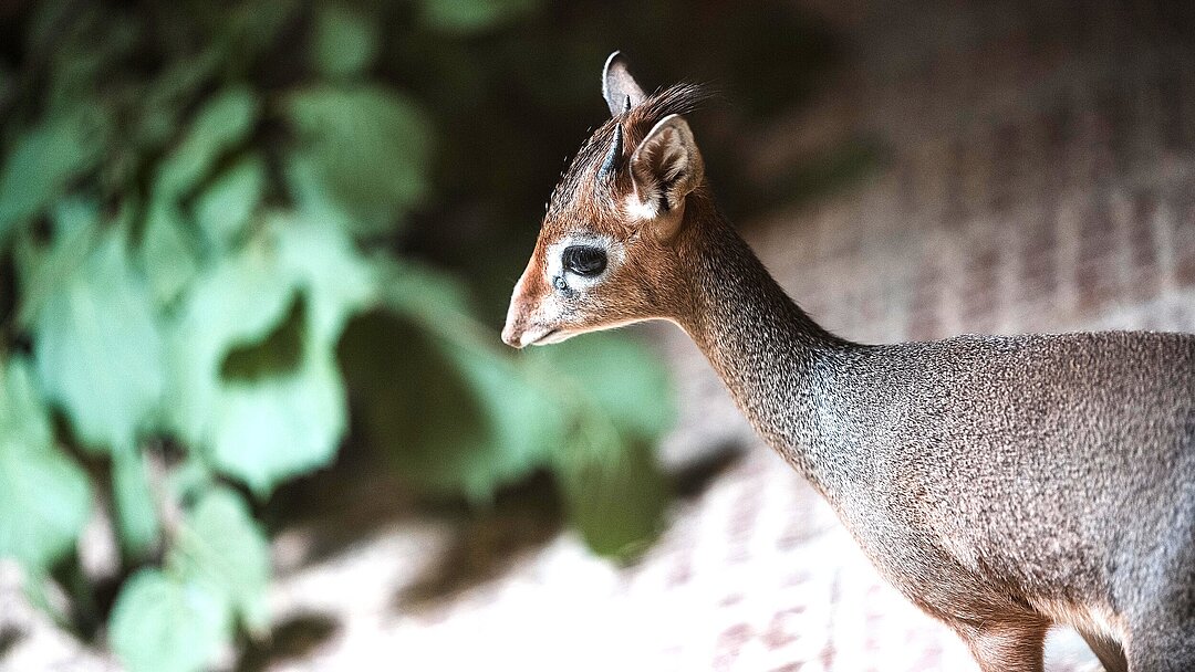 Eine Kirk-Dikdik Antilope steht in ihrem Stall im Tierpark Hellabrunn