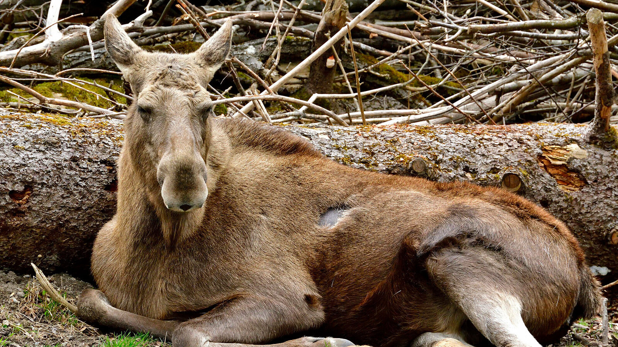 Hellabrunn begrüßt zwei neue Elche im Tierpark Tierpark Hellabrunn