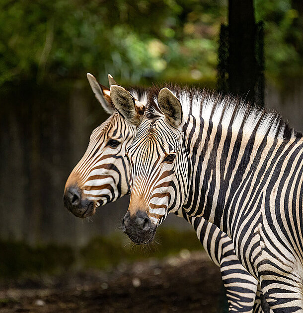 Ein Zebra