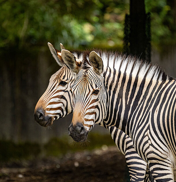 Zwei Zebras stehen nebeneinander und blicken in die Kamera.