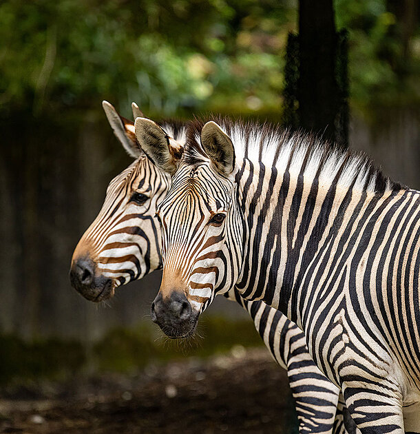 Zwei Hartmann-Bergzebras