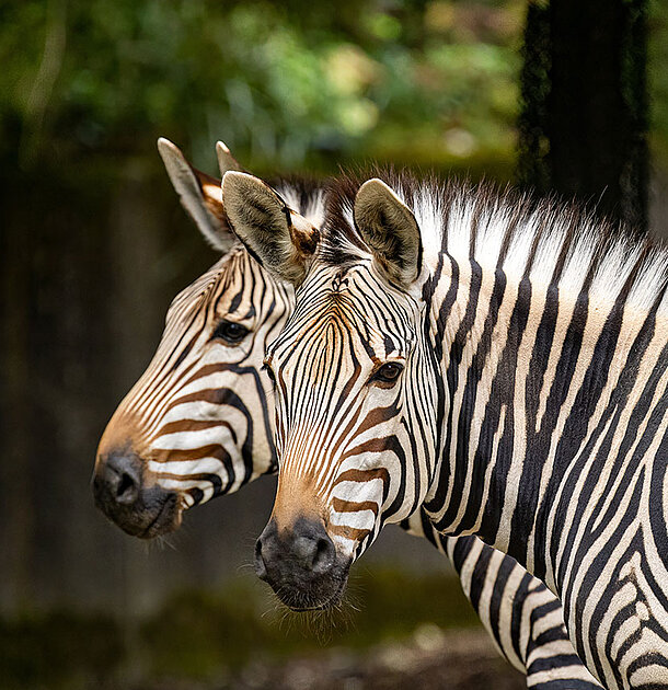 Zwei Hartmann-Bergzebras