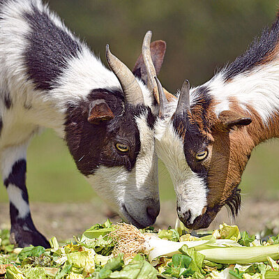 Two pygmy goats in the Hellabrunn Zoo both eat from a large pile of vegetables.
