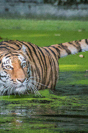 Ein sibirischer Tiger im Wasser, das von einem grünen Algenteppich bedeckt ist.