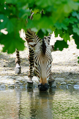 Ein Zebra trinkt und ist zum Teil verdeckt von Blättern.