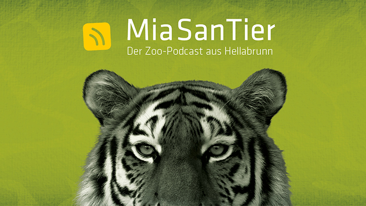 Eine Portrait Nahaufnahme eines Sibirischen Tigers auf grünem Hintergrund. Da drüber steht Mia San Tier - der Zoo-Podcast aus Hellabrunn.